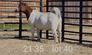 1X BOER GOAT DOE BIETJIE BERG BOERBOKKE