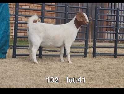 1X BOER GOAT DOE BIETJIE BERG BOERBOKKE