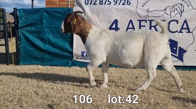 1X BOER GOAT DOE BIETJIE BERG BOERBOKKE