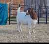 1X BOER GOAT DOE BIETJIE BERG BOERBOKKE