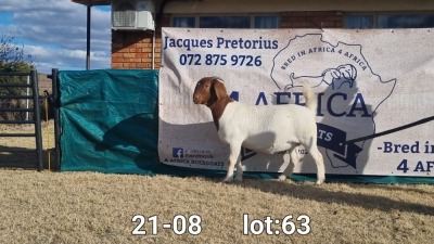 1X BOER GOAT DOE BIETJIE BERG BOERBOKKE