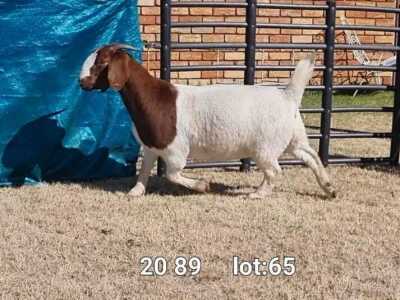 1X BOER GOAT DOE BIETJIE BERG BOERBOKKE