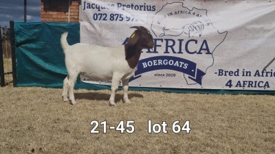 1X BOER GOAT DOE BIETJIE BERG BOERBOKKE