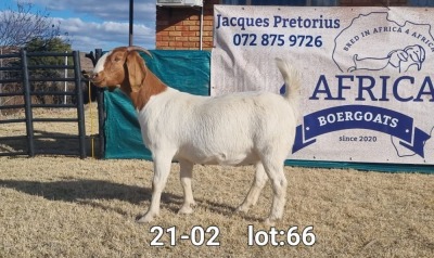 1X BOER GOAT DOE BIETJIE BERG BOERBOKKE