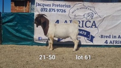 1X BOER GOAT BUCK BIETJIE BERG BOERBOKKE