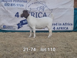 1X BOER GOAT DOE BIETJIE BERG BOERBOKKE