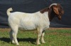 1X BOER GOAT BUCK KARSTEN BOERBOKSTOET