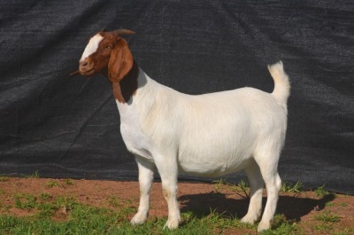 1X BOER GOAT DOE KARSTEN BOERBOKSTOET