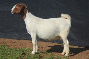 1X BOER GOAT DOE KARSTEN BOERBOKSTOET