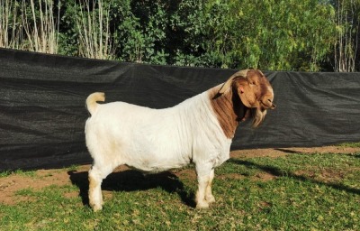 1X BOER GOAT BUCK KARSTEN BOERBOKSTOET