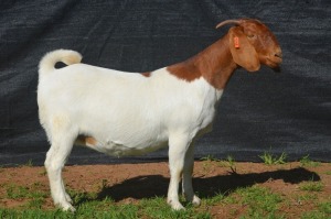 1X BOER GOAT DOE KARSTEN BOERBOKSTOET