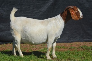 1X BOER GOAT DOE KARSTEN BOERBOKSTOET