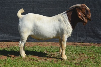 1X BOER GOAT BUCK KARSTEN BOERBOKSTOET