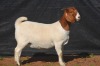 1X BOER GOAT DOE KARSTEN BOERBOKSTOET