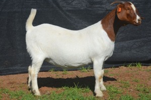 1X BOER GOAT DOE KARSTEN BOERBOKSTOET