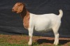 1X BOER GOAT DOE KARSTEN BOERBOKSTOET