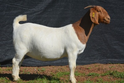 1X BOER GOAT DOE KARSTEN BOERBOKSTOET