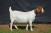 1X BOER GOAT DOE KARSTEN BOERBOKSTOET