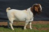 1X BOER GOAT BUCK KARSTEN BOERBOKSTOET