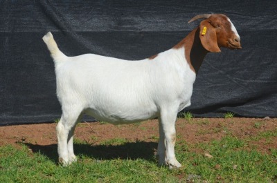 1X BOER GOAT DOE KARSTEN BOERBOKSTOET