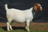 1X BOER GOAT DOE KARSTEN BOERBOKSTOET