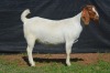 1X BOER GOAT DOE KARSTEN BOERBOKSTOET