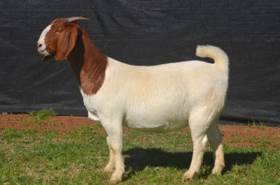 1X BOER GOAT DOE KARSTEN BOERBOKSTOET