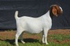 1X BOER GOAT DOE KARSTEN BOERBOKSTOET