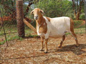 LOT 89 1X MEATMASTER OOI/EWE THABA MEATMASTERS