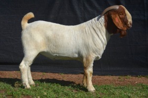 1X BOER GOAT BUCK KARSTEN BOERBOKSTOET