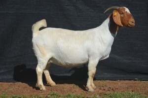 1X BOER GOAT DOE KARSTEN BOERBOKSTOET