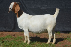 1X BOER GOAT DOE KARSTEN BOERBOKSTOET