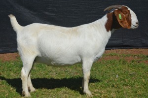 1X BOER GOAT DOE KARSTEN BOERBOKSTOET