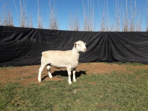 1X WHITE DORPER RAM TOP B DORPERS 