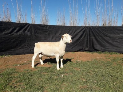 1X WHITE DORPER RAM TOP B DORPERS