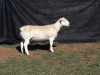 1X WHITE DORPER RAM TOP B DORPERS (Pay per animal to take all)