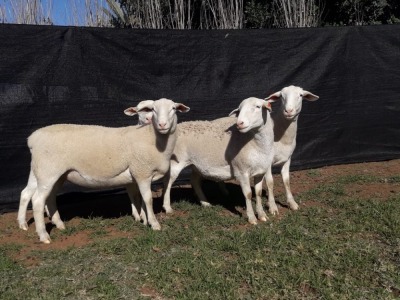 4X WHITE DORPER OOI/EWE TOP B DORPERS (Pay per animal to take all)