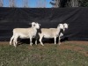 4X WHITE DORPER OOI/EWE TOP B DORPERS (Pay per animal to take all)