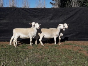 4X WHITE DORPER OOI/EWE TOP B DORPERS (Pay per animal to take all)