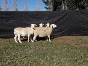 4X WHITE DORPER OOI/EWE TOP B DORPERS (Pay per animal to take all)