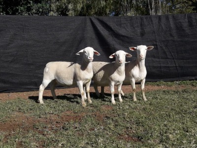 3X WHITE DORPER OOI/EWE TOP B DORPERS (Pay per animal to take all)