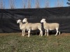 3X WHITE DORPER OOI/EWE TOP B DORPERS (Pay per animal to take all)