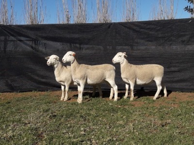 3X WHITE DORPER OOI/EWE TOP B DORPERS (Pay per animal to take all)