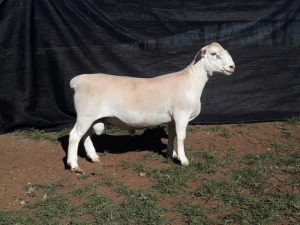 1X WHITE DORPER RAM TOP B DORPERS (Pay per animal to take all)