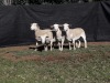 4X WHITE DORPER OOI/EWE TOP B DORPERS (Pay per animal to take all)