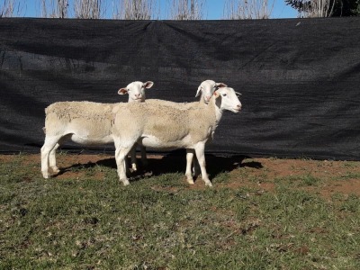 3X WHITE DORPER OOI/EWE TOP B DORPERS (Pay per animal to take all)