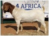 1X BOER GOAT BUCK CR BOTHA BOERBOKSTOET