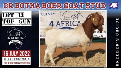 1X BOER GOAT BUCK CR BOTHA BOERBOKSTOET