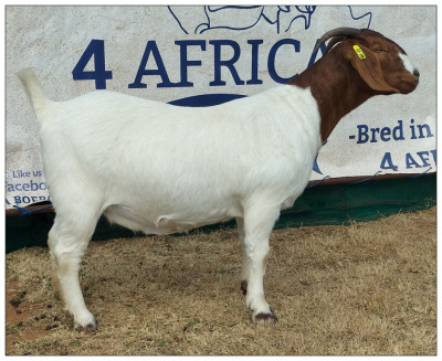 1X BOER GOAT DOE CR BOTHA BOERBOKSTOET