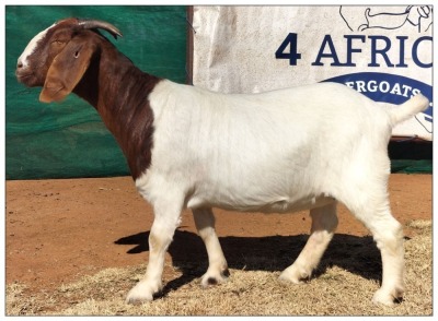 1X BOER GOAT DOE CR BOTHA BOERBOKSTOET